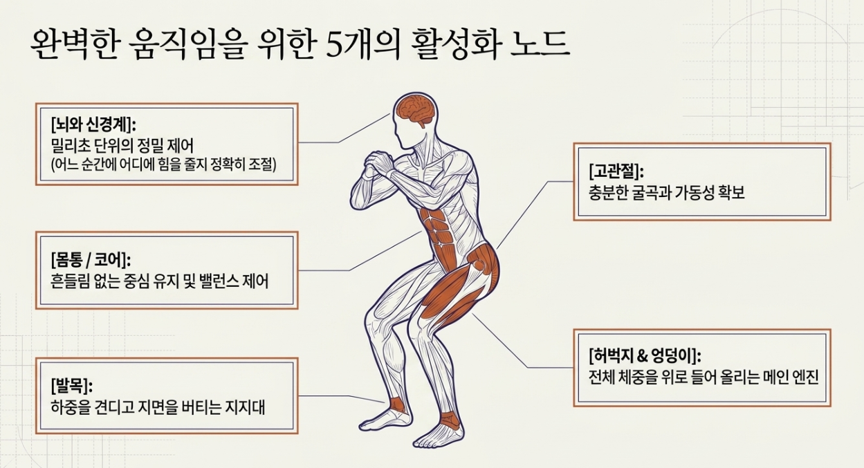 바닥에서 일어날 때 동원되는 몸 전체 시스템 — 고관절, 발목, 허벅지, 엉덩이, 몸통, 뇌·신경계